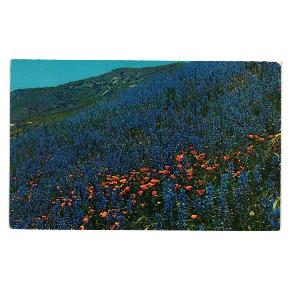 Vintage Postcard California Poppies Lupine Mountain Floral Landscape Flowers